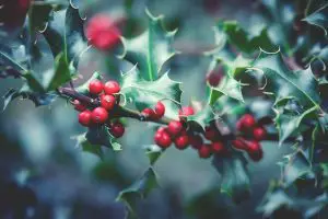 Holly to attract birds to your garden