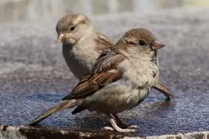 how to attract birds to your garden-House Sparrows