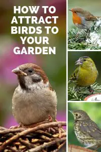 how to attract wild birds to your garden
