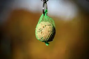 How To Attract Birds To Your Garden-fat ball