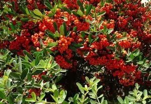 Pyracantha As A Shelter Plant for birds