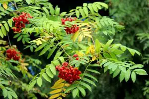Rowan berries to feed birds