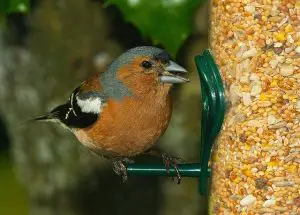 Where To Position Bird Feeders- safety first