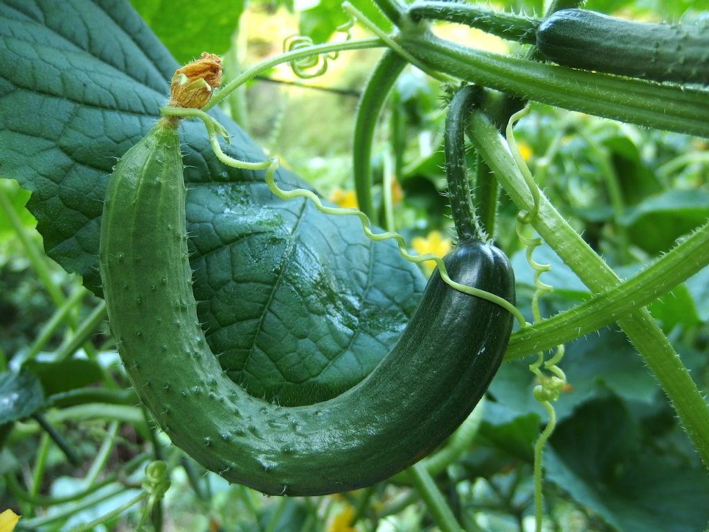 arugula companion plants-cucumbers