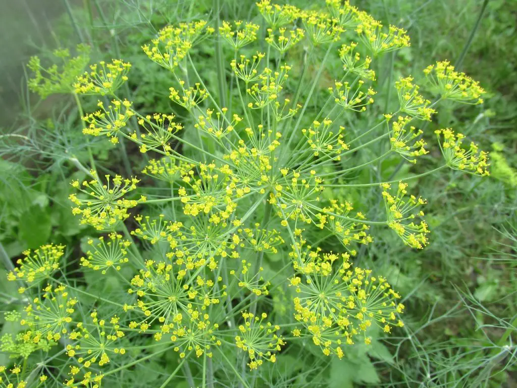 arugula companion plants-herbs-dill