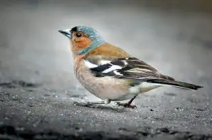 how to attract birds to your garden-Chaffinch
