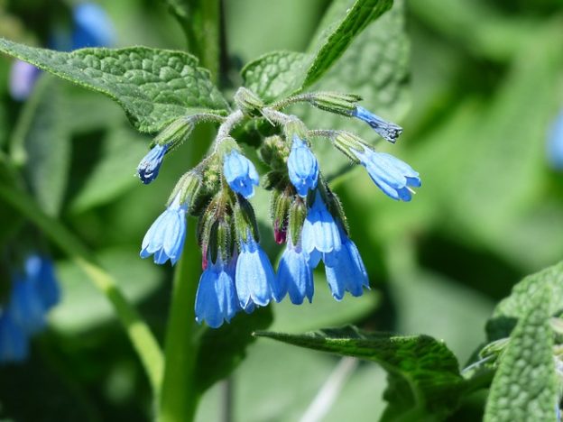 companion plants for cherry trees - Growing Guides