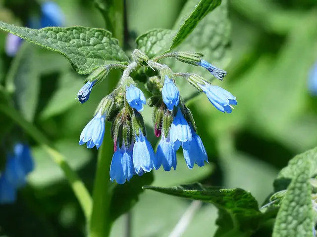 comfrey is a good companion for cherry trees