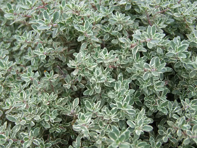 companion plants for cherry trees thyme