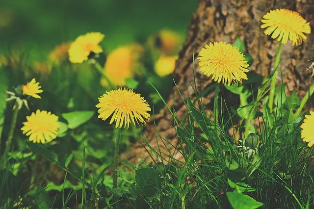 deep rooted dandelions assist cherry trees