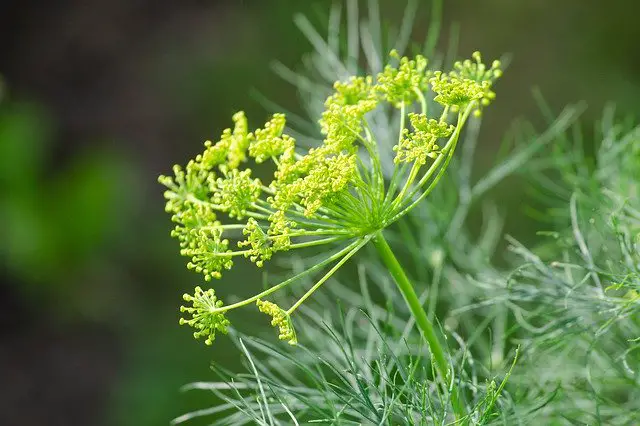 dill is a good companion for cherry trees