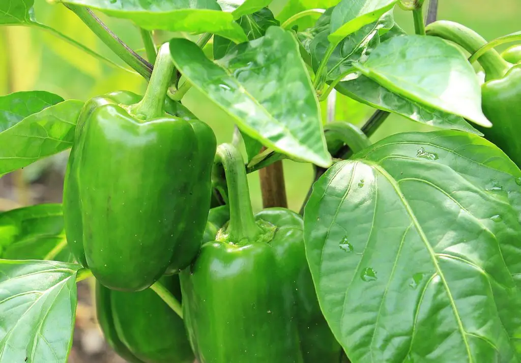 don't grow peppers with arugula