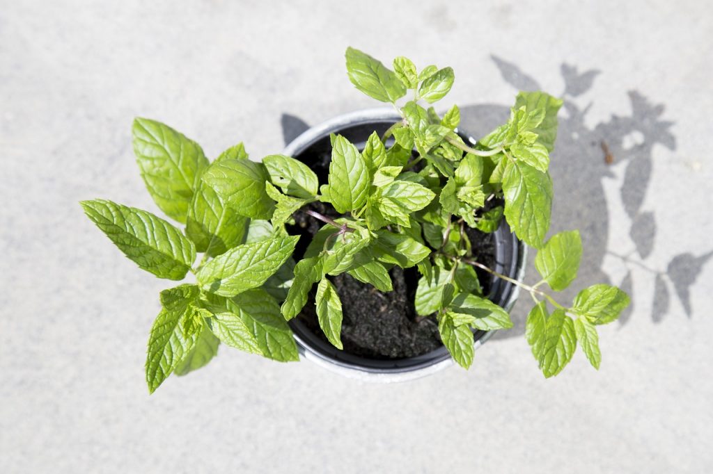 keep mint in pots to stop it taking over