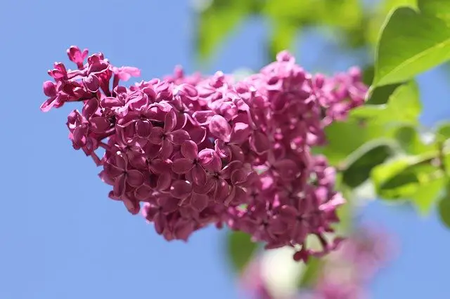 lilac is great for a wind break