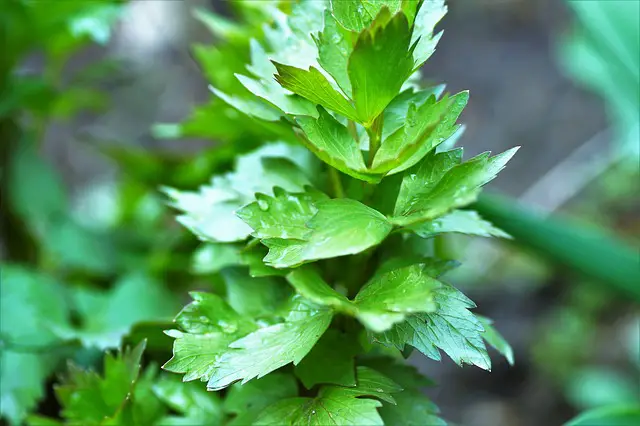 lovage is a good companion plant for cherry trees