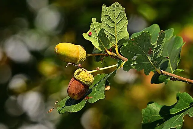 companion plants for cherry trees oak