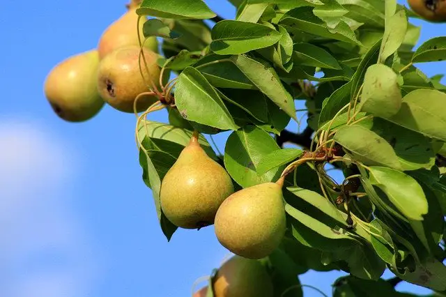 companion plants for cherry trees pears