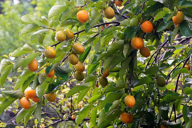 persimmon trees and cherry trees growing in companion