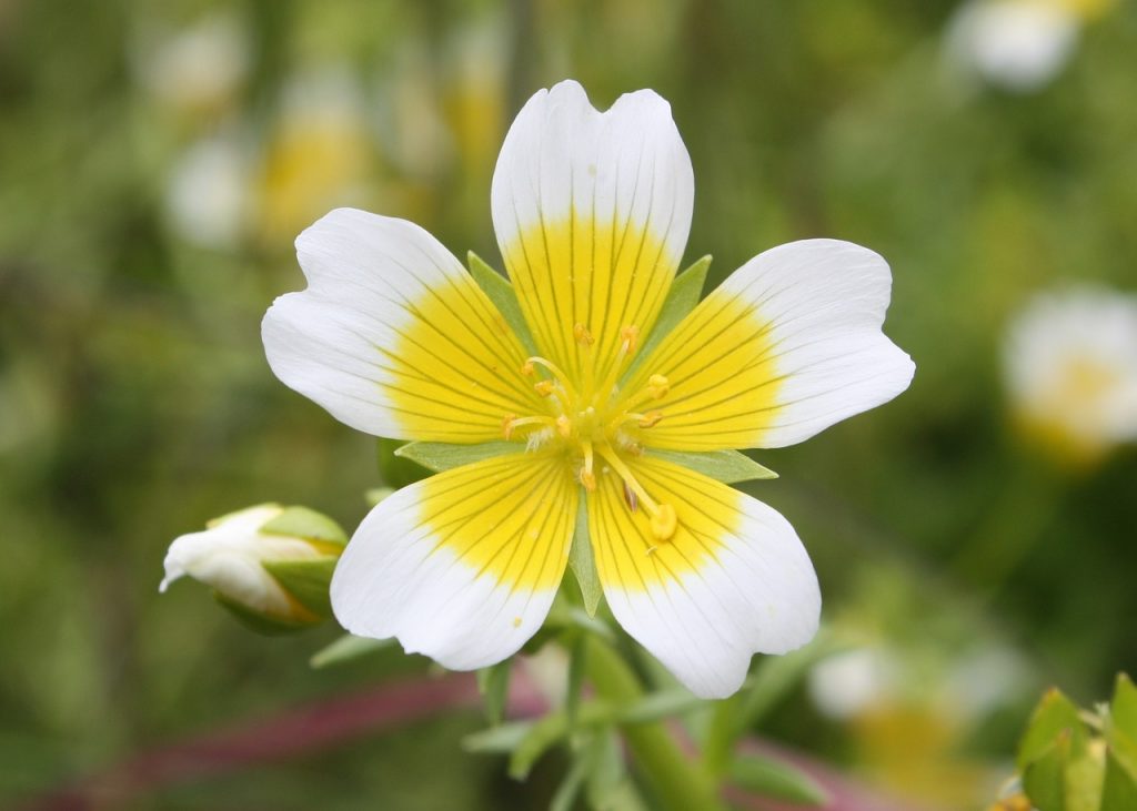 poached egg plants attract hoverflies