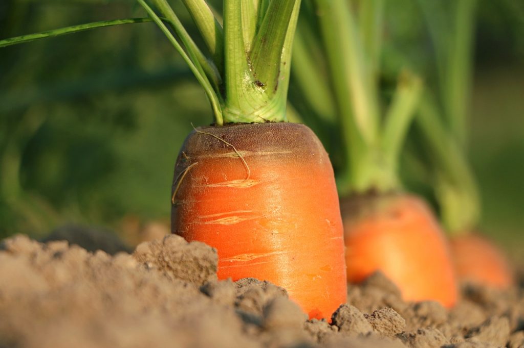 rocket companion plants-carrots