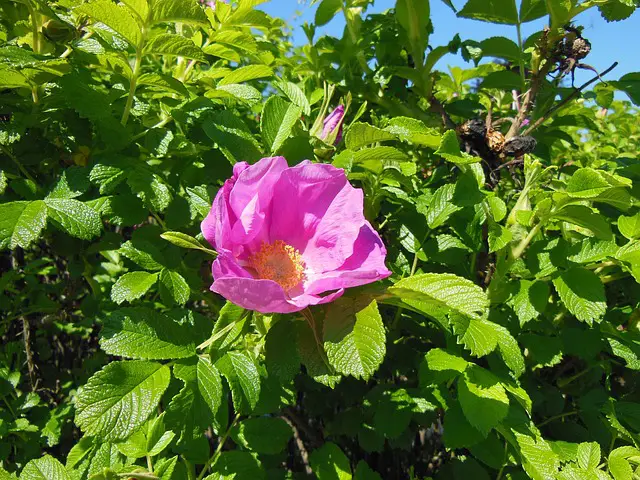 rosa rugosa will attract many beneficial insects to your garden