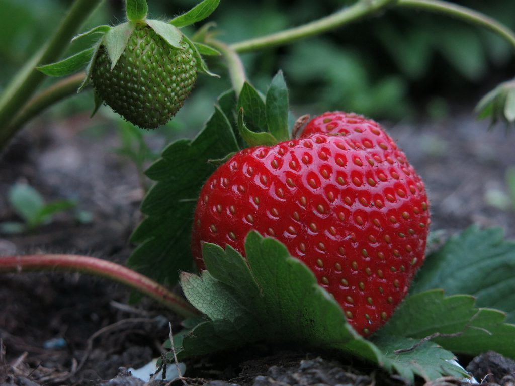strawberries will stop arugula from growing