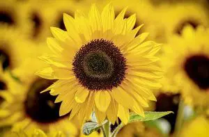 sunflower seeds attract birds to your garden