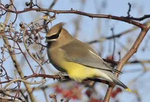 how to attract birds to your garden-Waxwing