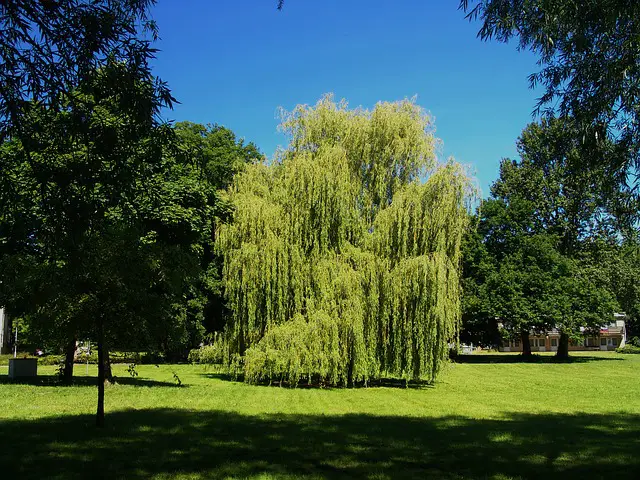 companion plants for cherry trees weeping willow