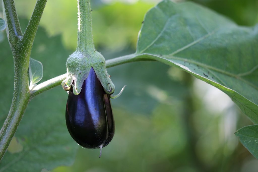 what not to grow with arugula-egg plants (aubergines)