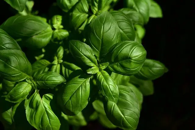 Companion Planting Basil With Tomatoes Makes Them Sweeter 