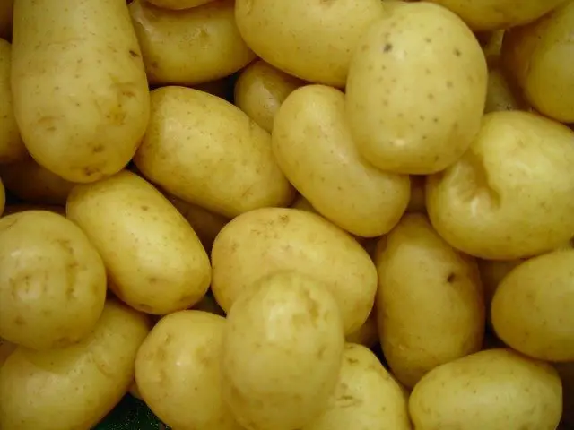 Eating green potatoes will kill you