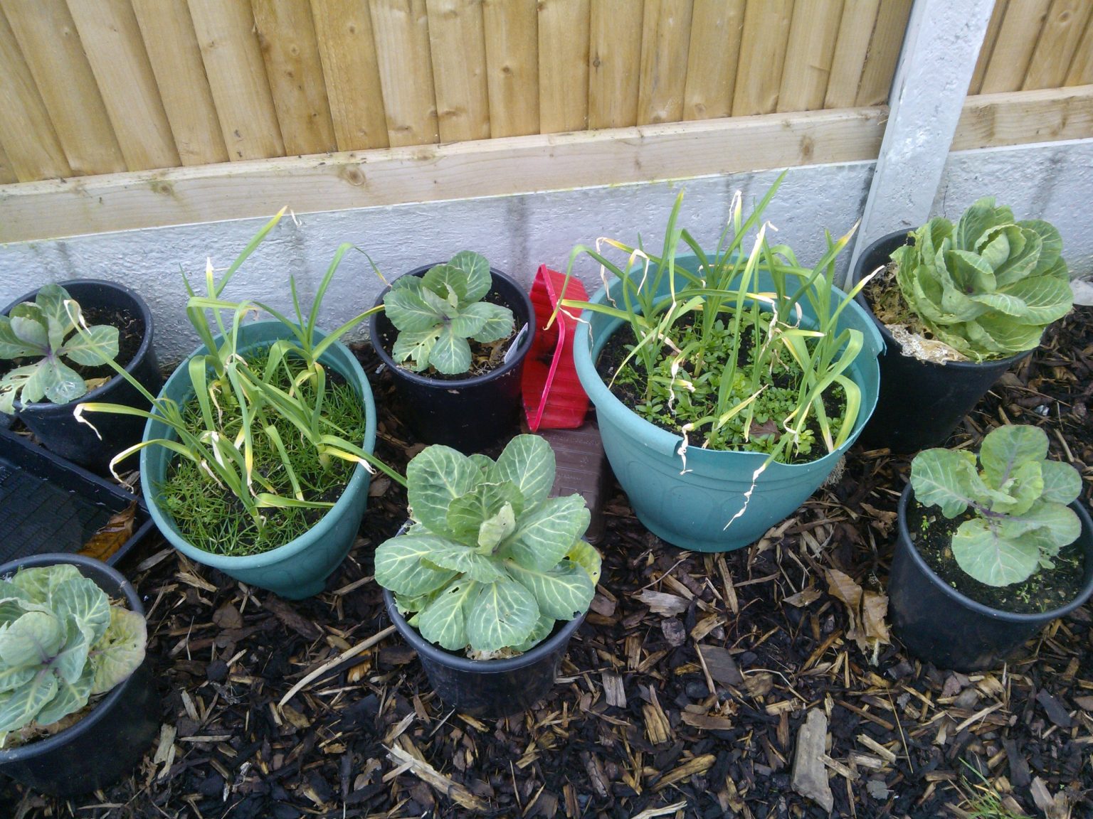 How Far Apart Do Plants That Don�t Like Each Other Need To