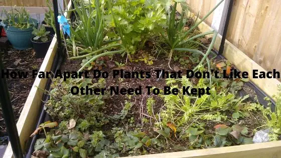 How Far Apart Do Plants That Don't Like Each Other Need To Be Kept