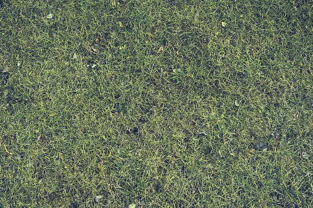 If Your Lawn Is Brown In Summer It’s Dead 15 gardening myths