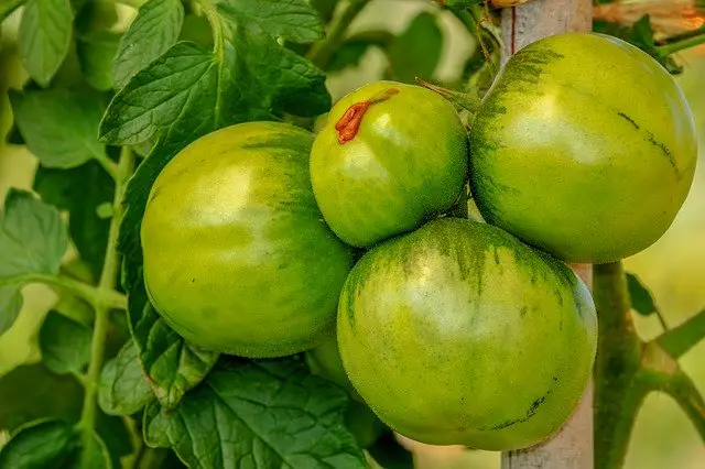  Place Green Tomatoes In Sunlight To Ripen Them 15 garening myths
