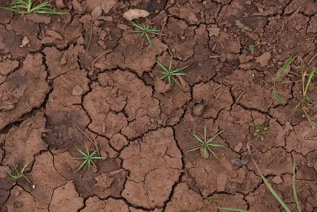 To Improve Clay Soils Add Sand 15 gardening myths