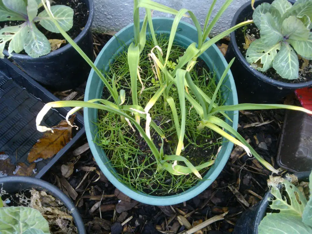 how to grow garlic in pots
