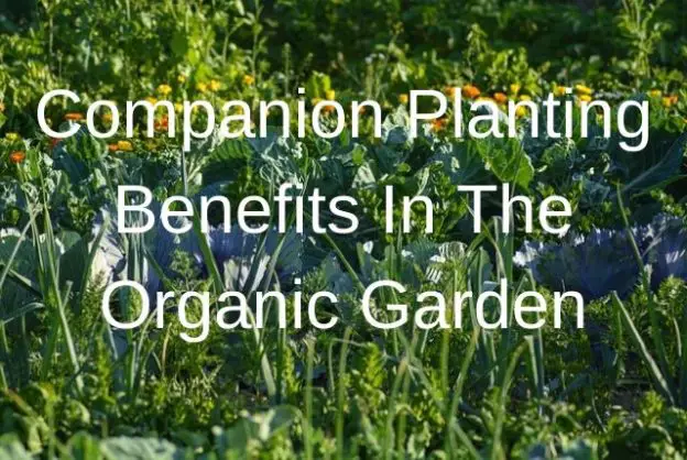 companion planting benefits in the organic garden