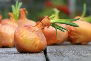 How To Grow Onions Indoors