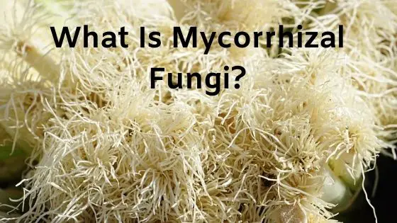 What Is Mycorrhizal Fungi