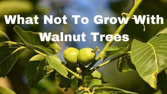 What Not To Grow With Walnut Trees