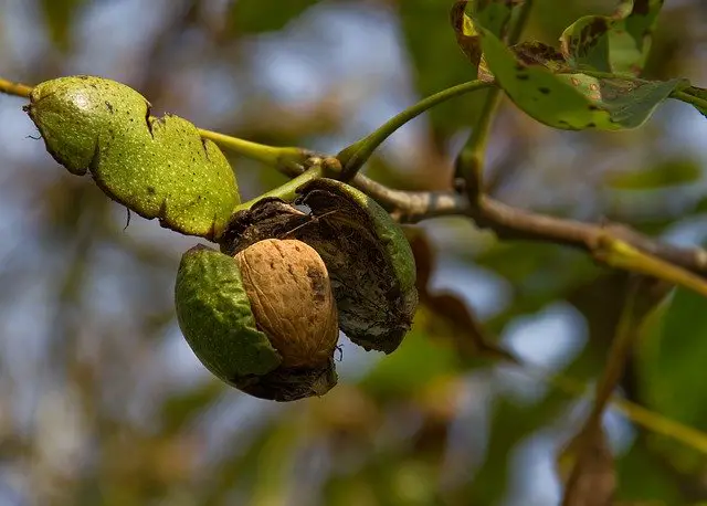Which Types Of Walnut Produce Juglone