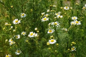 Chamomile The Health Giving Herb