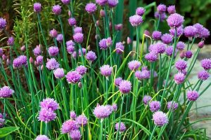 Chives As Companion plants For Brassicas