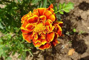 Marigolds good for companion planting fruit trees