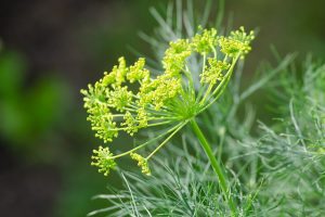 Dill And Companion Planting Brassicas