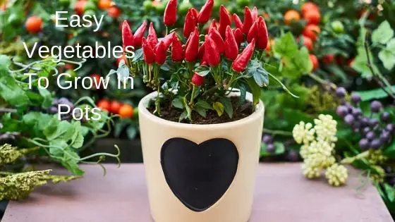 Easy Vegetables To Grow In Pots
