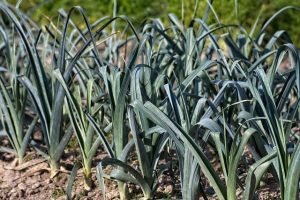Leeks Make Great Brassica Companion Plants
