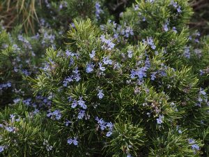 Rosemary And Brassica Companion Planting